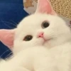 Pro Kitties 8