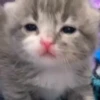 Pro Kitties 9