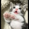 Pro Kitties 10