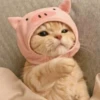 Pro Kitties 11