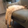 LollyGif 5