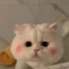 LollyGif 6