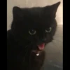 Pro Kitties 12