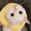 LollyGif 7