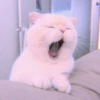 ANIMALS 6