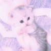 ANIMALS 7