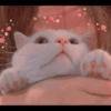 Pro Kitties 13