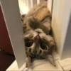 LollyGif 8
