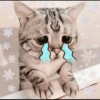 Pro Kitties 14