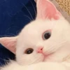 LollyGif 9