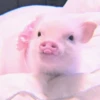 ANIMALS 9
