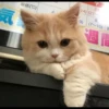 LollyGif 10