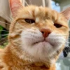 LollyGif 11