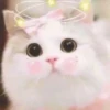 Pro Kitties 16