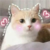 Pro Kitties 17