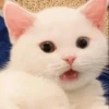 LollyGif 13