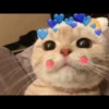 Pro Kitties 18