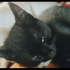 Pro Kitties 19