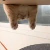 LollyGif 16