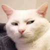 LollyGif 17
