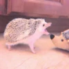 ANIMALS 10