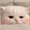 LollyGif 19