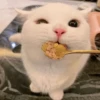 LollyGif 20