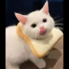 Pro Kitties 22
