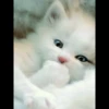 Pro Kitties 23