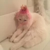 LollyGif 21