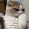 LollyGif 22