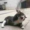 LollyGif 23