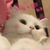 Pro Kitties 24