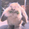 ANIMALS 12