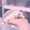 ANIMALS 14