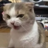 LollyGif 25