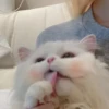 LollyGif 26