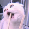 ANIMALS 16