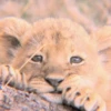 ANIMALS 17