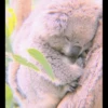 ANIMALS 18