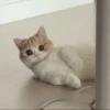 LollyGif 27