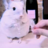ANIMALS 19