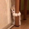 LollyGif 29