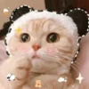 Pro Kitties 27