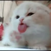 Pro Kitties 29