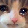 Pro Kitties 30