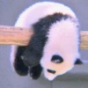 ANIMALS 28