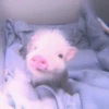 ANIMALS 29