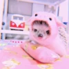 ANIMALS 30