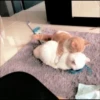 meow 6